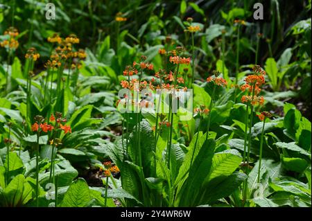 Orange Frühlingsblumen von Kerzenleuchtern, Primula Kerzenleuchtern Hybriden, Kerzenleuchtern Primulen im britischen Garten Mai Stockfoto