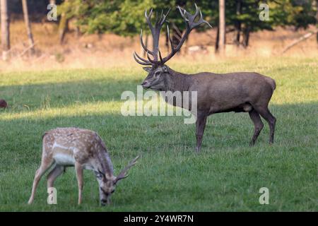 Brunftzeit im Wildgehege am Forsthaus Hohenroth. Ein Rothirsch steht auf einer Wiese. Im Vordergrund steht ein mesopotamisches Damwild Maennchen Männchen. Sommer im Siegerland am 19.09.2024 in Netphen/Deutschland. *** Brunftsaison im Wildreservat Forsthaus Hohenroth steht auf einer Wiese im Vordergrund steht ein mesopotamischer Damhirsch im Siegerland am 19. 09 2024 in Netphen Deutschland Stockfoto