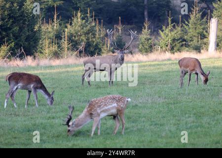 Brunftzeit im Wildgehege am Forsthaus Hohenroth. Ein Rothirsch steht auf einer Wiese vor einem Wald. Links und rechts stehen Hirschkuehe Hirschkühe. Im Vordergrund steht ein mesopotamisches Damwild Maennchen Männchen. Sommer im Siegerland am 19.09.2024 in Netphen/Deutschland. *** Brunftsaison im Wildreservat bei der Hohenroth Försterhütte steht Ein Rothirsch auf einer Wiese vor einem Wald links und rechts stehen Hirsche Hirschkühe im Vordergrund steht ein mesopotamischer Damhirsch im Siegerland am 19. 09 2024 in Netphen Deutschland Stockfoto