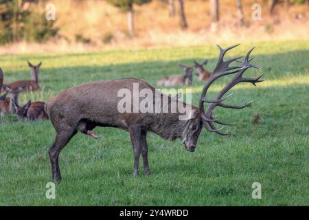 Brunftzeit im Wildgehege am Forsthaus Hohenroth. Ein Rothirsch steht auf einer Wiese. Der Hirsch uriniert auf die Wiese und zerwuehlt zerwühlt mit dem Geweih den Boden. Sommer im Siegerland am 19.09.2024 in Netphen/Deutschland. *** Brunftsaison im Wildgehege bei der Hohenroth Försterhütte steht Ein Rothirsch auf einer Wiese der Rotwild uriniert auf der Wiese und reibt mit seinem Geweih den Boden. Sommer im Siegerland am 19 09 2024 in Netphen Deutschland Stockfoto