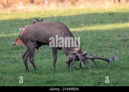 Brunftzeit im Wildgehege am Forsthaus Hohenroth. Ein Rothirsch steht auf einer Wiese. Der Hirsch uriniert auf die Wiese und zerwuehlt zerwühlt mit dem Geweih den Boden. Sommer im Siegerland am 19.09.2024 in Netphen/Deutschland. *** Brunftsaison im Wildgehege bei der Hohenroth Försterhütte steht Ein Rothirsch auf einer Wiese der Rotwild uriniert auf der Wiese und reibt mit seinem Geweih den Boden. Sommer im Siegerland am 19 09 2024 in Netphen Deutschland Stockfoto