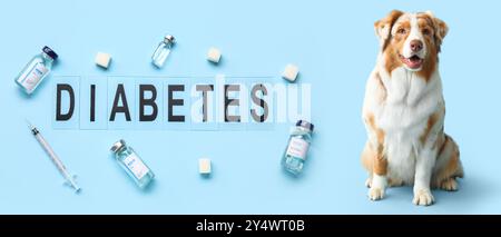 Australian Shepherd Hund, Spritze, Zucker, Ampullen und Wort DIABETES auf hellblauem Hintergrund Stockfoto