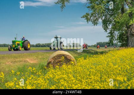 Oldtimer-Traktoren mit blühenden Rapsfeldern beim jährlichen Traktor Trek der Eden Foundation in der Nähe von Winkler, Manitoba, Kanada. Stockfoto