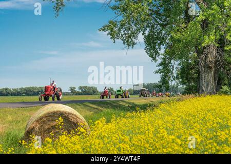 Oldtimer-Traktoren mit blühenden Rapsfeldern beim jährlichen Traktor Trek der Eden Foundation in der Nähe von Winkler, Manitoba, Kanada. Stockfoto