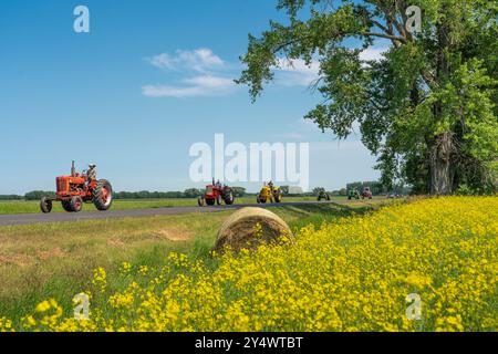 Oldtimer-Traktoren mit blühenden Rapsfeldern beim jährlichen Traktor Trek der Eden Foundation in der Nähe von Winkler, Manitoba, Kanada. Stockfoto