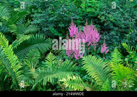 Chinesische astilbe blüht in den Englischen Gärten, Assiniboine Park, Winnipeg, Manitoba, Kanada. Stockfoto