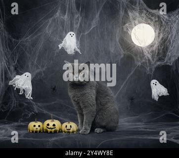 Lustige Katze auf Halloween-Nacht-Hintergrund. Britische Katze mit Geistern, Kürbisjacken, glühendem Mond und Spinnweben auf dunkelgrauem Hintergrund. Kopierbereich. Stockfoto