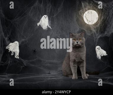 Britische Katze auf Nachthintergrund mit Halloween-Dekorationen. Halloween-Katze, Geister, Spinnweben und glühender Mond auf einem dunkelgrauen Hintergrund mit Kopierraum. Stockfoto