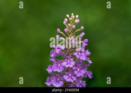 Die Lesser Purple Fransen Orchidee blüht in Buffalo Point, Manitoba, Kanada. Stockfoto