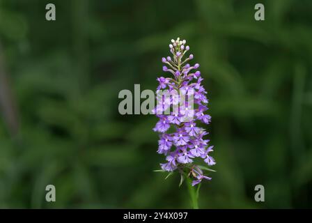 Die Lesser Purple Fransen Orchidee blüht in Buffalo Point, Manitoba, Kanada. Stockfoto