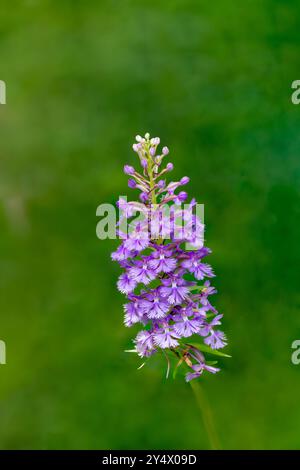 Die Lesser Purple Fransen Orchidee blüht in Buffalo Point, Manitoba, Kanada. Stockfoto