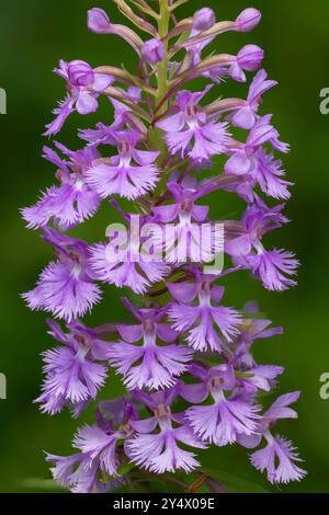 Die Lesser Purple Fransen Orchidee blüht in Buffalo Point, Manitoba, Kanada. Stockfoto