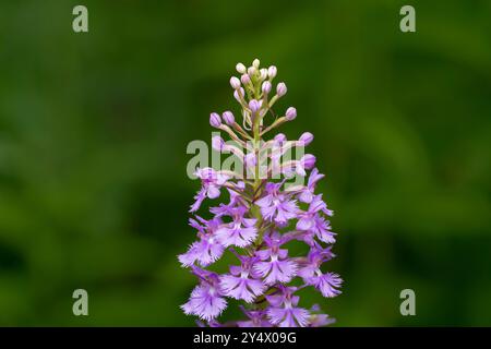 Die Lesser Purple Fransen Orchidee blüht in Buffalo Point, Manitoba, Kanada. Stockfoto