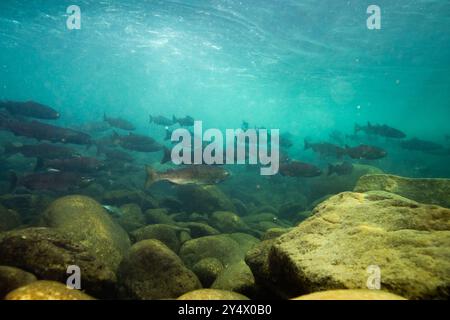 Chinook-Lachs schwimmen flussaufwärts in Richtung ihrer Laichplätze im Fraser Valley, British Columbia, Kanada. Stockfoto