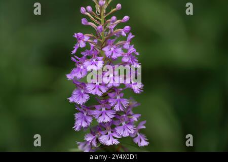 Die Lesser Purple Fransen Orchidee blüht in Buffalo Point, Manitoba, Kanada. Stockfoto