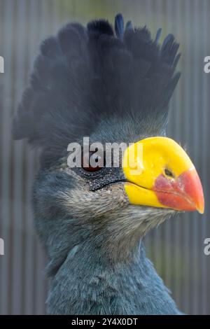 Großer blauer Turaco ernährt sich von Früchten und Blättern. Häufig in zentralafrikanischen tropischen Wäldern zu finden. Stockfoto