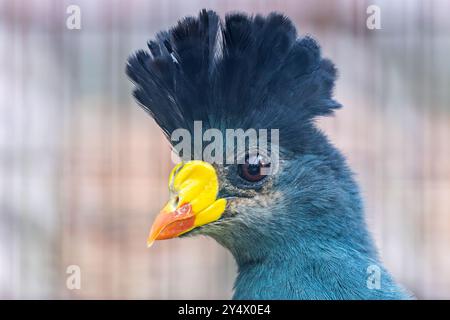 Großer blauer Turaco ernährt sich von Früchten und Blättern. Häufig in zentralafrikanischen tropischen Wäldern zu finden. Stockfoto