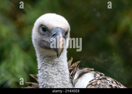 Gänsegeier ernährt sich von Aas. Häufig in Bergregionen in Europa, Nordafrika und Asien zu finden. Stockfoto
