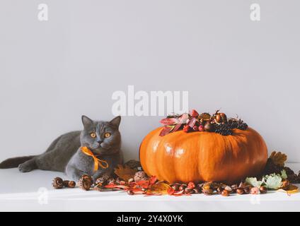 Britische niedliche Katze und Kürbis mit Herbstdekor auf einem weißen Tisch. Komisch überraschte Katze mit einem großen Kürbis. Thanksgiving, Herbstkonzept. Kopierbereich. Stockfoto