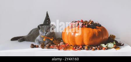 Halloween lustige Katze mit Hexenhut und großem Kürbis mit Herbstdekorationen auf weißem Hintergrund. Banner. Stockfoto