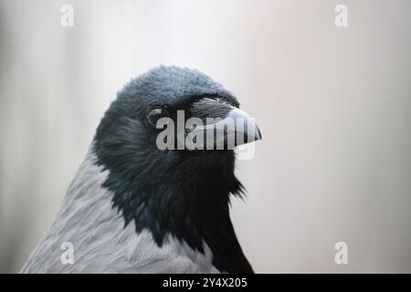 Nahaufnahme des Portraits der Kapuzenkrähe (Corvus cornix), detailliertes Vogelgesicht Stockfoto