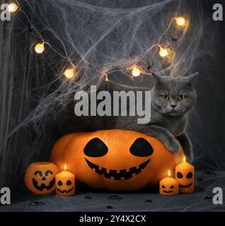 Britische Katze auf einem großen Kürbis. Halloween-Katze mit Kürbis, glühender Girlande und Kerzen auf dunklem Hintergrund mit Spinnweben. Stockfoto