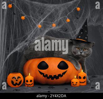Halloween-Katze mit schwarzem Hexenhut, die in einem großen Laternenkürbis liegt. Britische Katze in Kürbis auf dunklem Hintergrund. Halloween Deko. Stockfoto