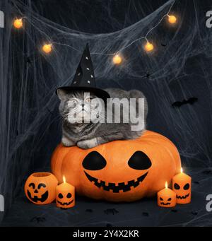Schottische Katze mit Hexenhut auf einem großen Kürbis. Halloween-Katze, die auf einer Laterne liegt, Kürbis mit glühender Girlande, Kerzen und Spinnweben auf einem da Stockfoto