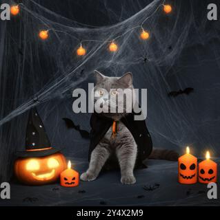 Halloween-Katze in schwarzem Mantel, glühender Jack-Laterne Kürbis, Kerzen und Girlande auf dunklem Hintergrund. Katze in einem Halloween Vampirkostüm. Stockfoto