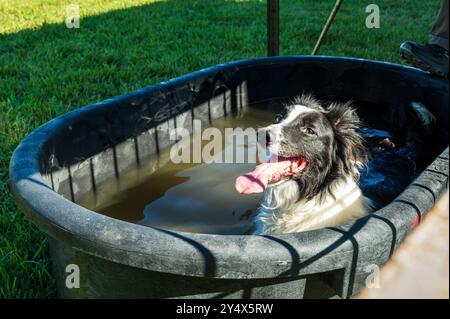 Border Collie kühlt sich im Water ab; Meeker Classic Sheepdog Championship Trials; Meeker; Colorado; USA Stockfoto