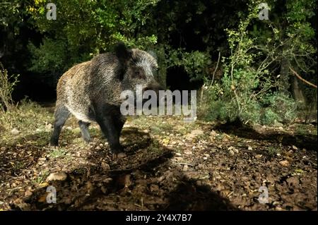 Wildschweine (Sus scrofa) Weibchen im Wald. Naturpark Sierra de Cazorla, Provinz Jaen, Andalusien, Spanien. Stockfoto