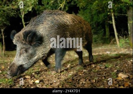 Wildschwein (Sus scrofa), männlich, der auf Waldboden umherstreift. Naturpark Cazorla, Provinz Jaen, Andalusien, Spanien. Stockfoto