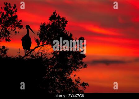 Weißstorch (Ciconia ciconia) hob auch in der Abenddämmerung auf seinem Nest. Nationalpark Doñana, Andalusien, Spanien. Stockfoto