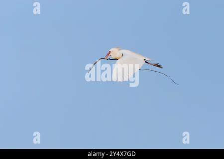 Rinderreiher (Bubulcus ibis), Erwachsener im Sommer, fliegen mit einem langen Stock am Nest. Doñana Nationalpark, Sevilla, Andalusien, Spanien. Stockfoto