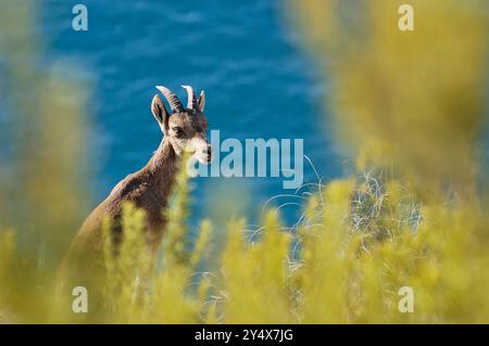 Weiblicher spanischer Steinbock (Capra pyrenaica pyrenaica) in der Vegetation mit dem Mittelmeer als Hintergrund. Naturpark Maro-Cerro Gordo in der Prov Stockfoto