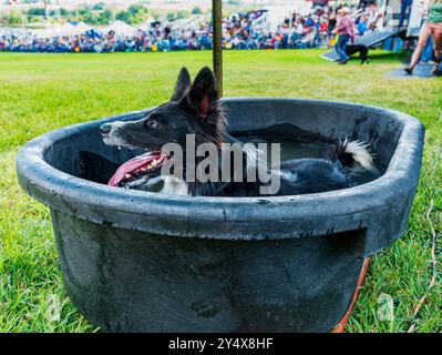 Border Collie kühlt sich im Water ab; Meeker Classic Sheepdog Championship Trials; Meeker; Colorado; USA Stockfoto