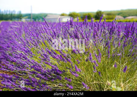 Schöne Lavendelfeld in der Provence, Frankreich Stockfoto