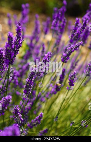 Lavendelfeld in der Provence, Frankreich. Nahaufnahme von Bienenpollen aus Lavendelblüten Stockfoto