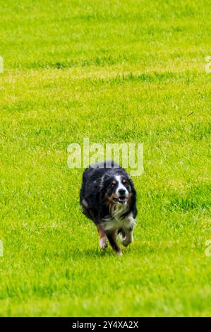 Border Collie läuft durch das Feld; Meeker Classic Sheepdog Championship Trials; Meeker; Colorado; USA Stockfoto