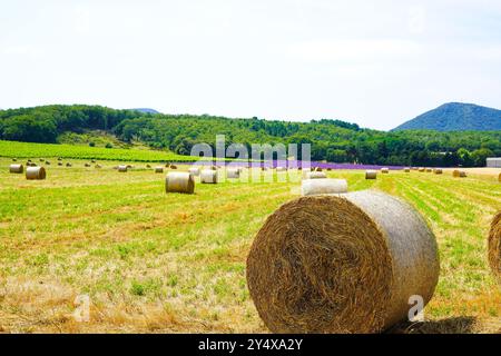 Heuballen auf einer Wiese unter blauem Himmel in der Provence, Frankreich Stockfoto