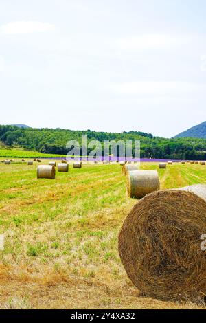 Heuballen auf einer Wiese unter blauem Himmel in der Provence, Frankreich Stockfoto