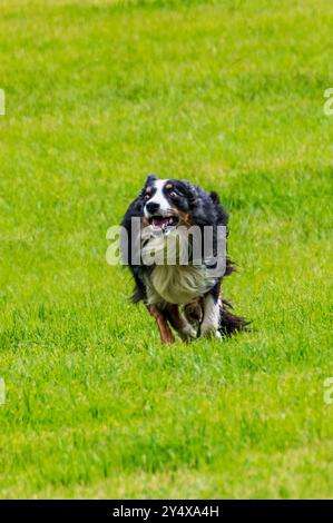 Border Collie läuft durch das Feld; Meeker Classic Sheepdog Championship Trials; Meeker; Colorado; USA Stockfoto