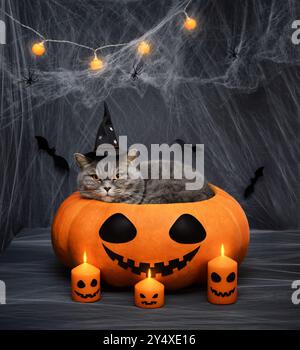 Halloween Katze. Schottische Katze mit Hexenhut in Halloween Kürbis auf dunklem Hintergrund mit glühenden Kerzen und Girlande. Stockfoto