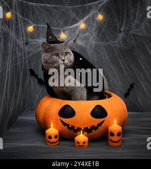 Halloween-Katze mit schwarzem Hexenhut und Mantel, die in einem großen Kürbis sitzt. Britische Katze im Zaubererkostüm auf dunklem Hintergrund mit brennenden Kerzen. Stockfoto