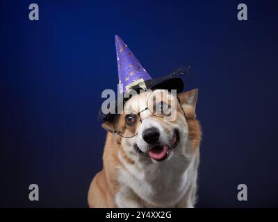 Ein Corgi mit Hexenhut sitzt auf blauem Hintergrund und sieht glücklich aus und ist bereit für Halloween. Stockfoto