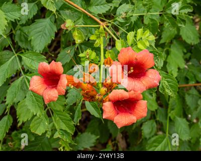 Die komplizierten Details einer Trompetenrebe (Campsis radicans) sind in ihren trompetenförmigen Blüten und ihrem üppigen grünen Laub zu sehen. Stockfoto