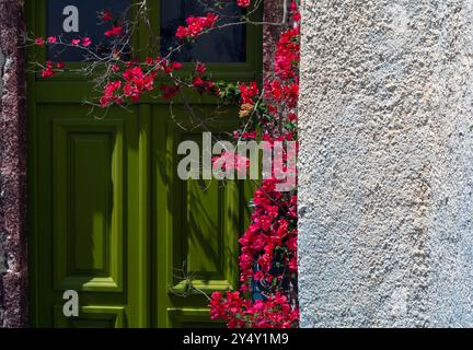 Blühende Bougainvillea um eine alte grün lackierte Eingangstür Stockfoto