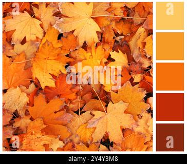 Schatten des Herbstes. Bild der Herbstblätter und passende Farbpalette Stockfoto