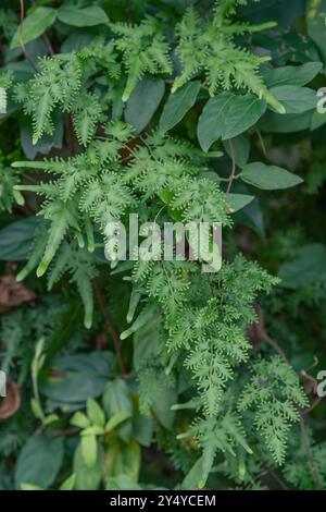 Ein japanischer Kletterfarn und ein japanischer Geißblatt wachsen in einem Wald von East Texas. Stockfoto