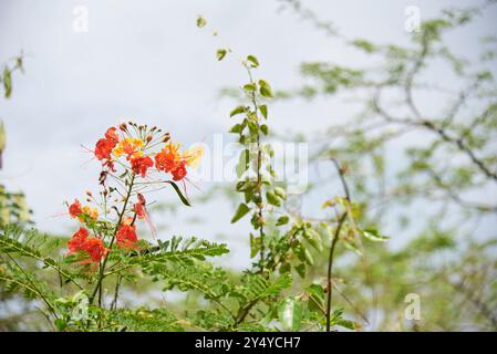 Sulphurus-Schmetterling, eine Art der Gattung phoebis, thront auf einer poinciana- oder Pfauenblume, Caesalpinia pulcherrima, einer tropischen immergrünen Pflanze Stockfoto